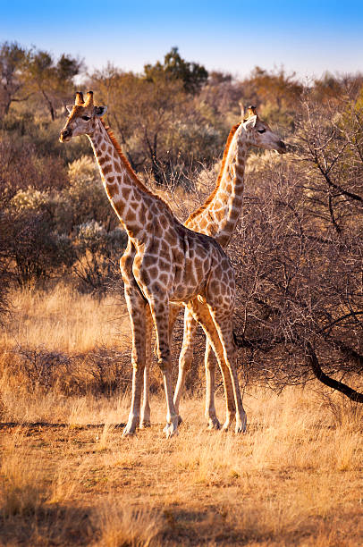 istock Two giraffes in the Savannah, in Namibia 543179950