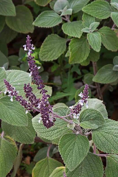 Closeup of Silver Spurflower (Plectranthus Argentatus) in dark purple shade with green hairy leaves in the garden