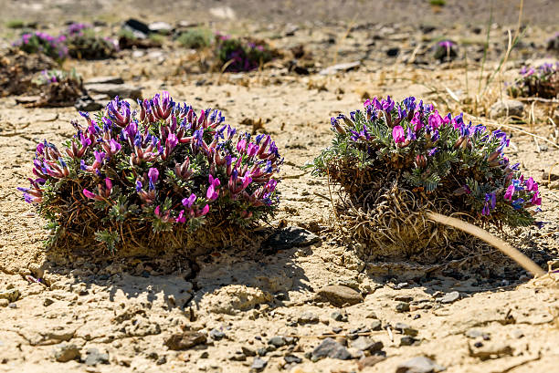istock flower Dracocephalum desert cracks ground 543180346