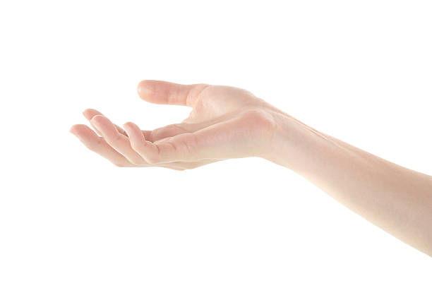 istock Female Hand is Presenting Something on Isolated White Background 543180412