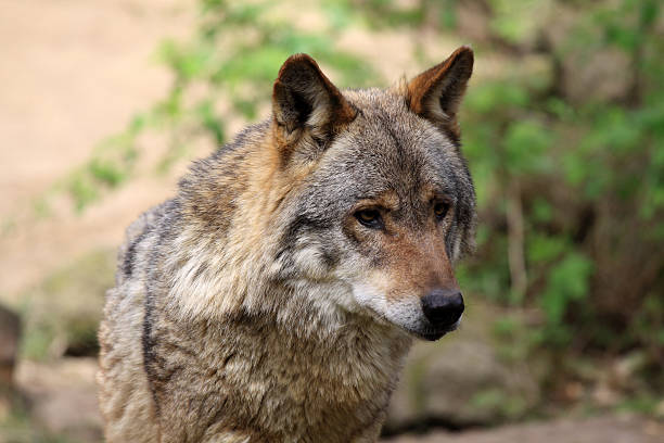 istock Portrait of a wolf 543180476