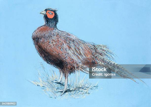 Pheasant Hand Drawing Pastel Stock Photo - Download Image Now - Abstract, Bird, Creativity