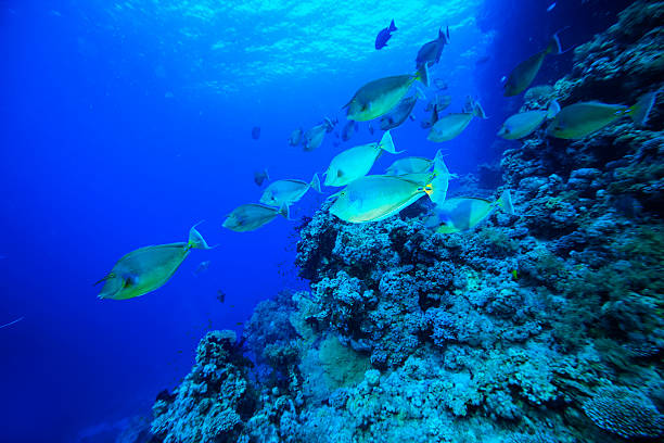 School of fish - Unicornfish Underwater  sea life - coral reef. School of fish, Unicorn fish,  deep in tropical sea.  unicorn fish stock pictures, royalty-free photos & images