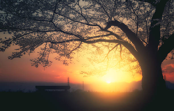 istock Early morning shower of light 543182922