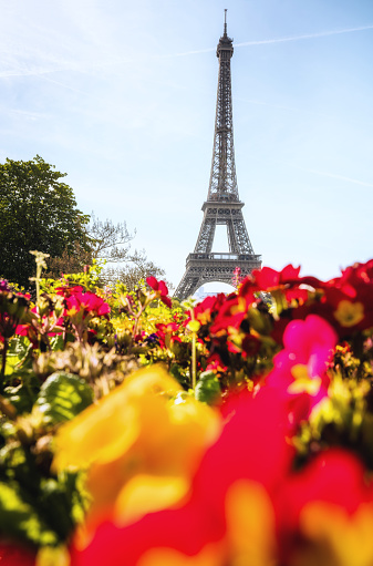 Eiffel tower with flowers in foreground