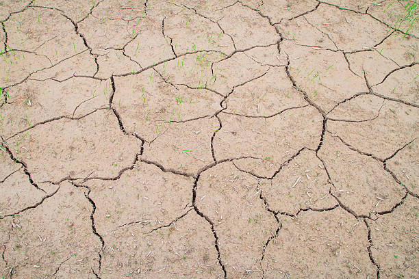istock rice plant growth in cracked mud 543185392