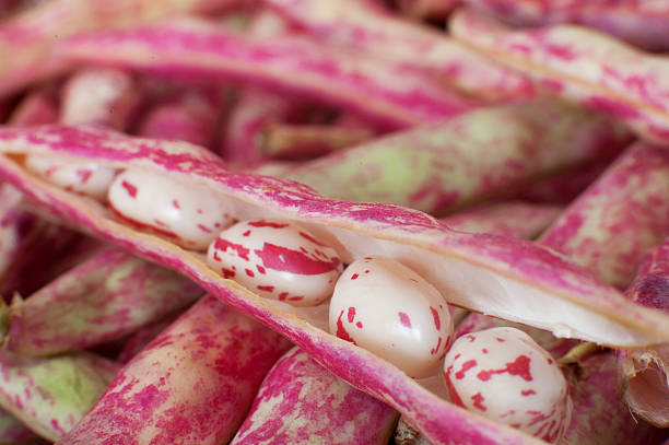 Cranberry bean pod open with fresh raw seeds, macro and selective focus