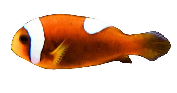 niedliche nahaufnahme clark clown tropischen fisch isoliert weißen hintergrund - tropical fish clown fish isolated animal stock-fotos und bilder