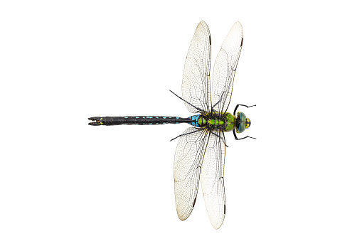 Dragonfly Anax imperator Blue Emperor on a white background