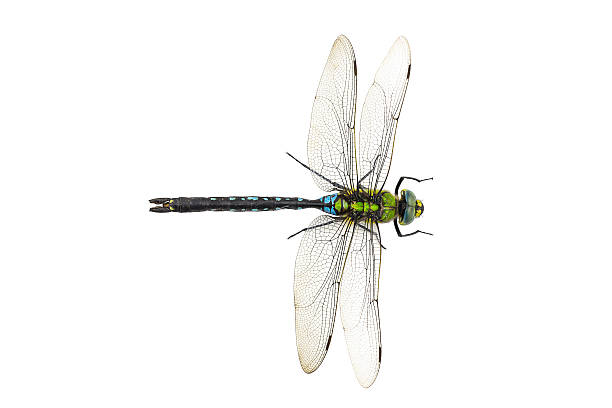 Dragonfly Anax imperator Blue Emperor Dragonfly Anax imperator Blue Emperor on a white background dragonfly photos stock pictures, royalty-free photos & images