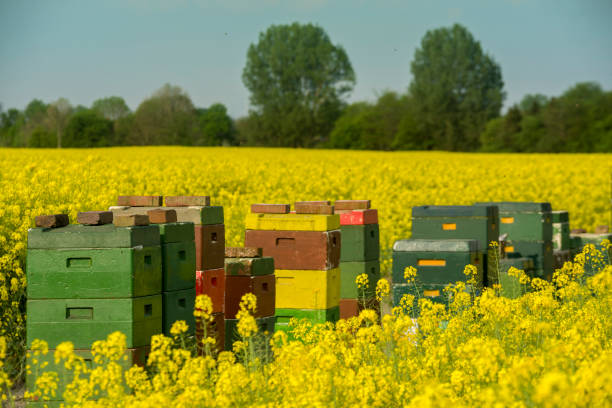istock Beehive in blooming canola field under clear sky 543188684