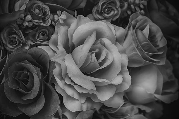 istock black and white  rose flower 543188774