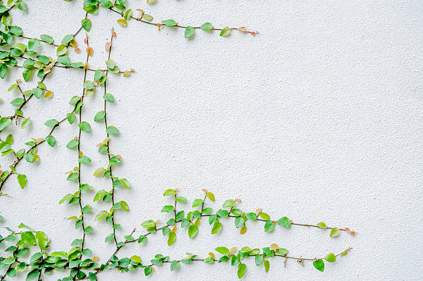istock The Green Creeper Plant on the White Wall 543188980