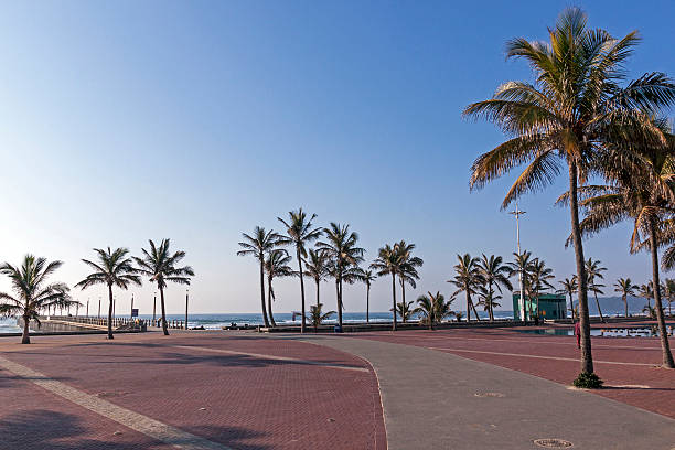istock Paved Promenade Palm Trees  Pier and Ocean 543189134
