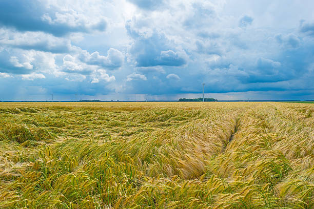 istock Field with yellow grain in summer 543189330