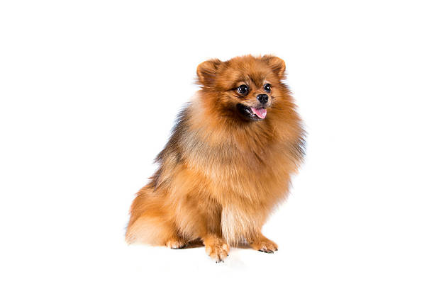 istock Pomeranian dog on white background 543191280