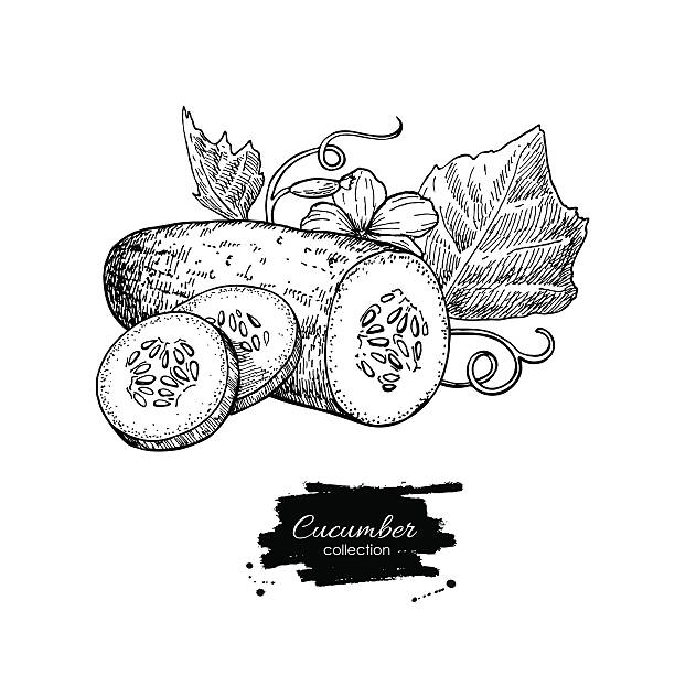 ilustraciones, imágenes clip art, dibujos animados e iconos de stock de de pepino vector de dibujado a mano. aislado pepino, cortada en trozos - cucumber vegetable plant single flower