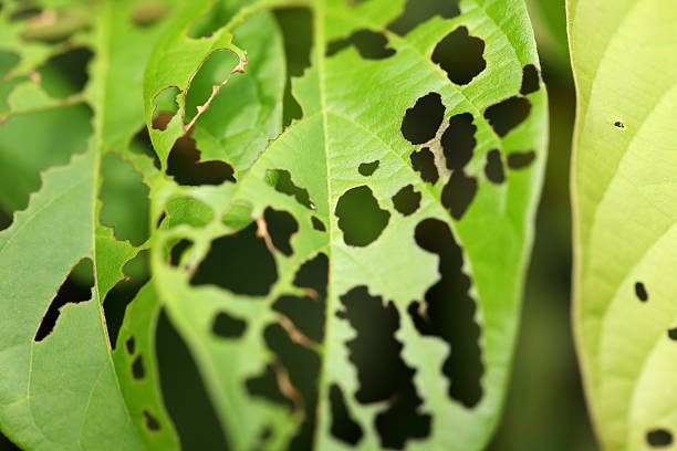 istock damage  leaf with holes as background,eaten by pests. 543192940