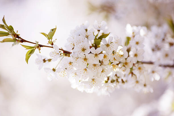 Apple Blossom, almond or sakura. stock photo