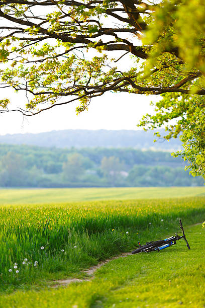 Mountain bike laying near the field or meadow. stock photo