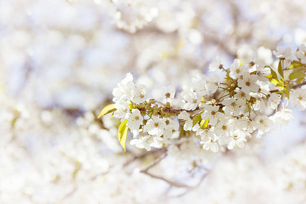 Apple Blossom, almond or sakura. stock photo