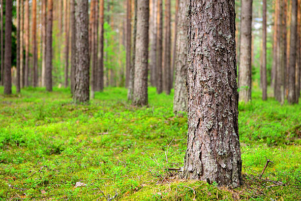 pine and fir forest, tree trunks close-up