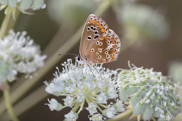 istock Butterfly on white flowers 543198998