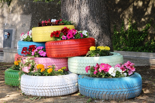 Flowers blooming in old car tires