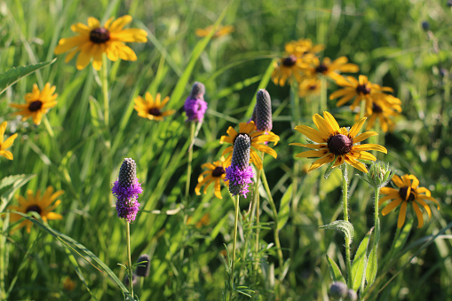 Sunny summer day on a prairie preserve with the wildflowers in bloom.