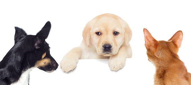 istock labrador puppy, looks 543200128