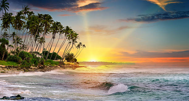 istock ocean, tropical palms and a beautiful sunset 543201640