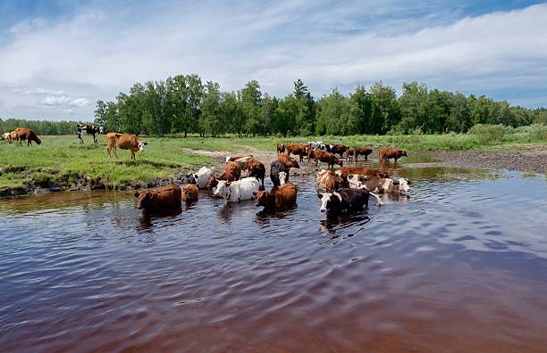 istock Cows crossing the river on a summer day 543202258