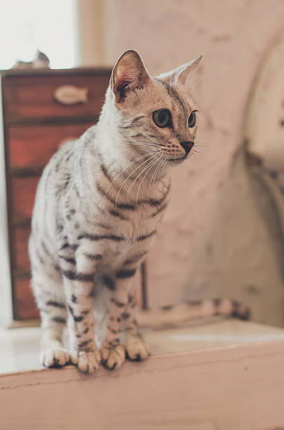 istock cute cat looking on the window. eye cat. vintage style 543202712