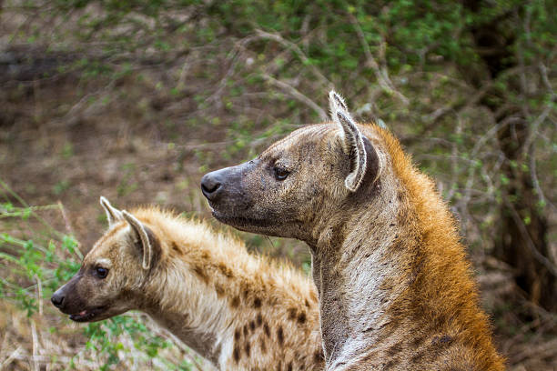 istock Spotted hyaena in Kruger National park, South Africa 543203368