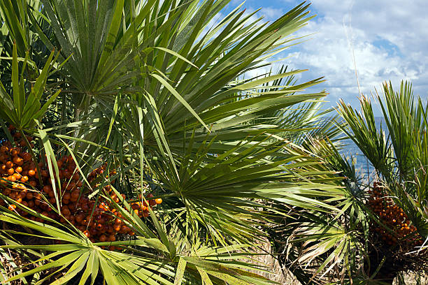 istock Dwarf palms, mediterranean tree, Chamaerops humilis, Sicily 543203490