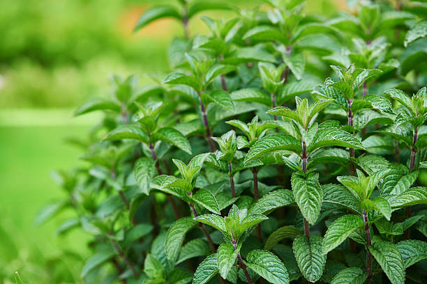 mint leafs in the garden gresh and green mint leafs in the garden in summer day.horizontal shot. peppermint stock pictures, royalty-free photos & images