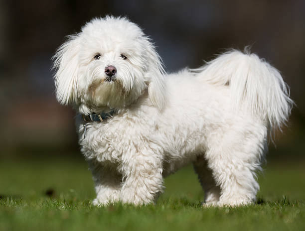 Cotton from Tulear dog outdoors in nature A purebred Coton de Tulear dog without leash outdoors in the nature on a sunny day. coton de tulear stock pictures, royalty-free photos & images