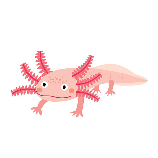 Ilustración de Personaje De Dibujos Animados De Salamandra Mexicana Axolotl  y más Vectores Libres de Derechos de Axolote - iStock