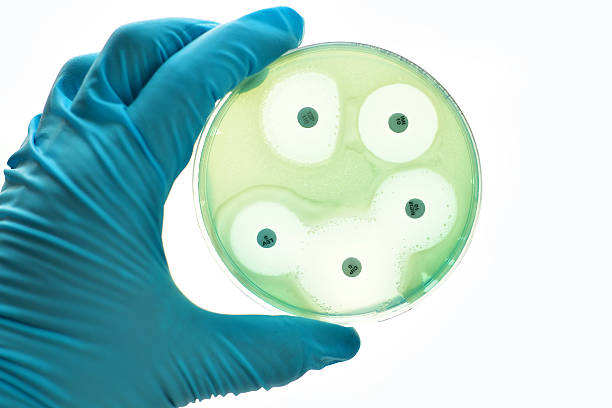 antimicrobico susceptibility test - mrsa infectious disease bacterium science foto e immagini stock