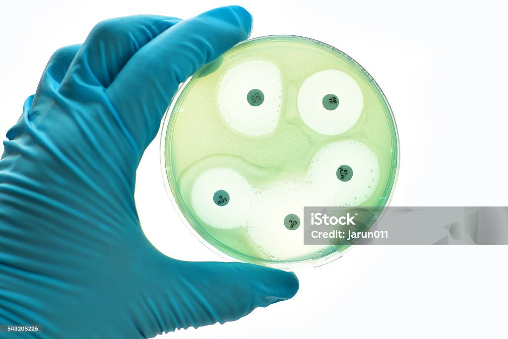 Antimicrobial susceptibility testing Antimicrobial susceptibility testing in petri dish Bacterium Stock Photo