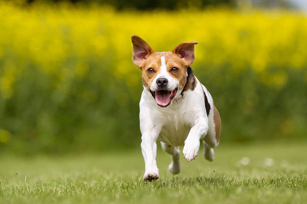 istock Danish Swedish farm dog outdoors in nature 543205324