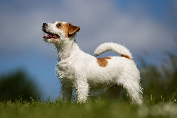 istock Jack Russell Terrier dog outdoors on grass 543205396
