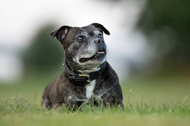 istock Old Staffordshire Bull Terrier 543205502