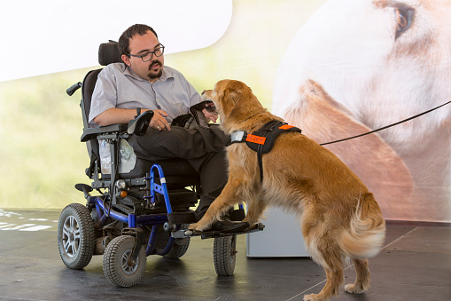 Sofia, Bulgaria - June 21, 2016: An assistance dog is shown during a performance before given to an individual with a disability. The animal is trained by an assistance dog organization with the help of a professional trainer.