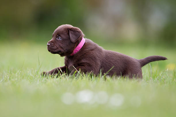 istock Brown labrador retriever puppy 543206488