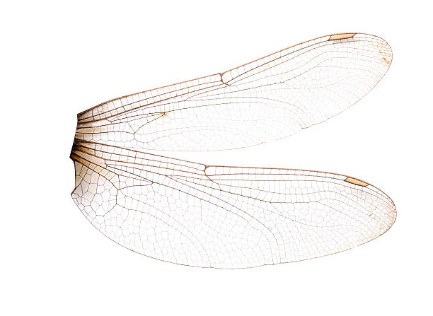 istock dragonfly wings isolated on white background. 543206598