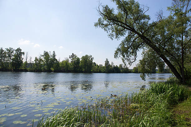istock Ducks swim in the river on a summer day. 543206610