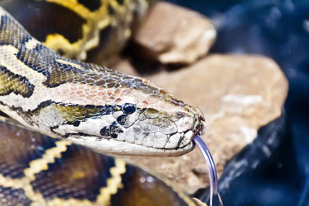 istock Snake head with put out tongue 543207044
