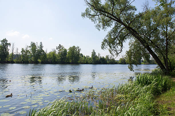 istock Ducks swim in the river on a summer day. 543207086