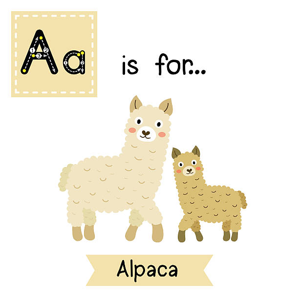 ilustrações, clipart, desenhos animados e ícones de letra a traçado. mãe e filho alpaca. - zoo child llama animal